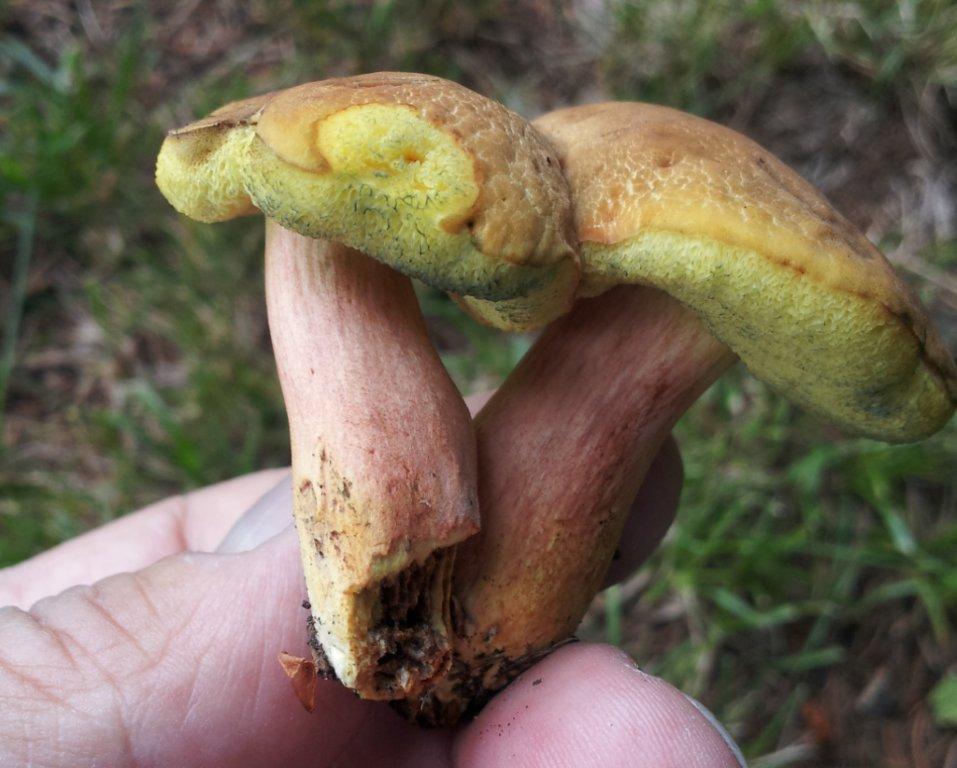 Aiuto per determinare ... Boletus ?