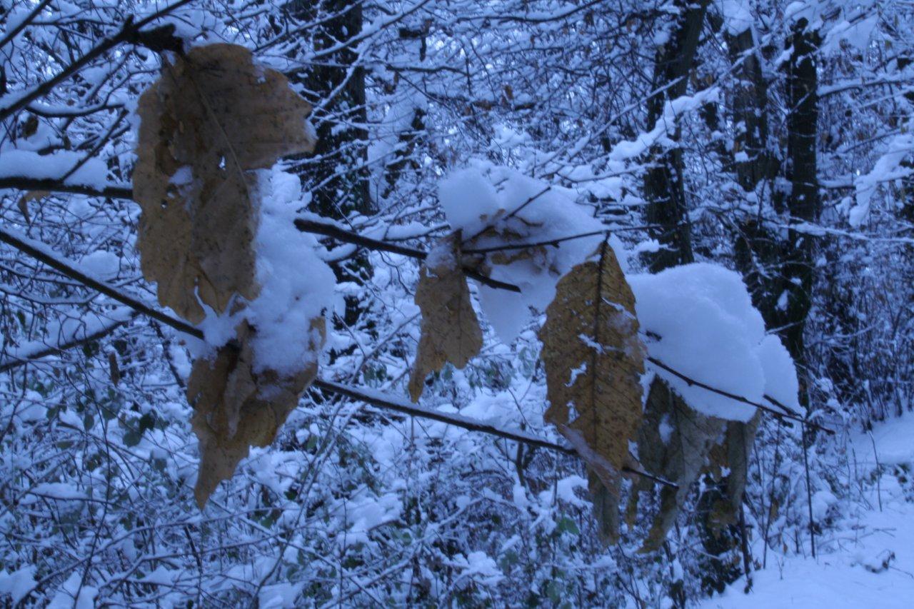 Richiesta di aiuto: foto azzurre