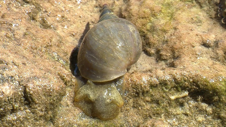 Lumaca d''acqua da riconoscere