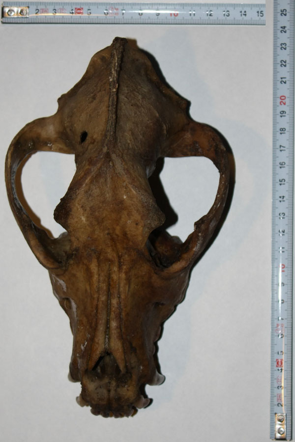 Cranio di Canide: cane o lupo?