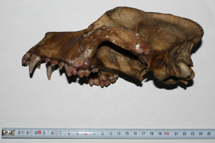 Cranio di Canide: cane o lupo?