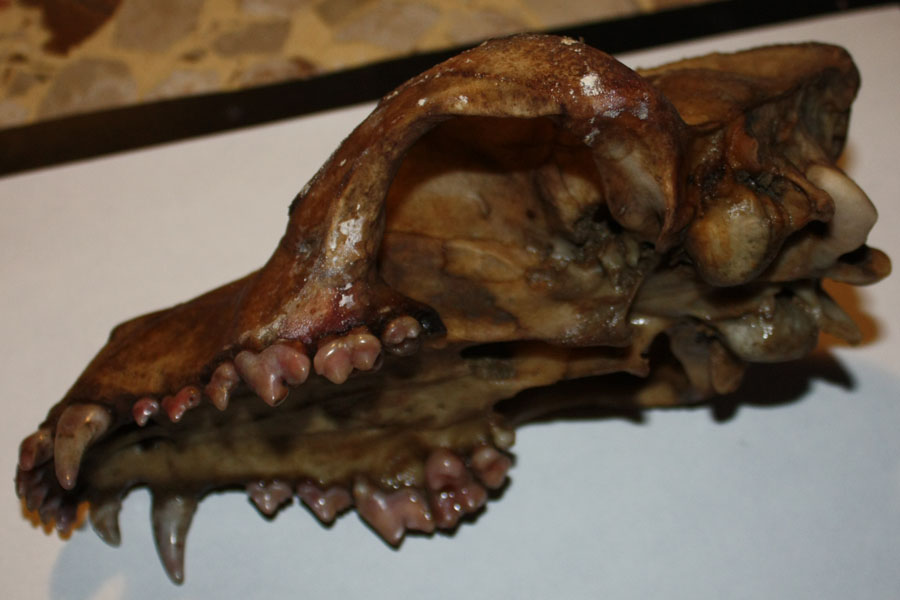 Cranio di Canide: cane o lupo?
