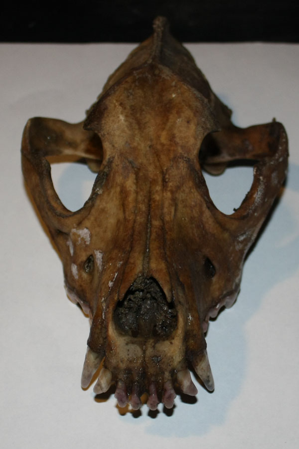 Cranio di Canide: cane o lupo?