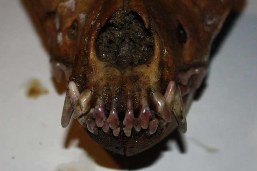 Cranio di Canide: cane o lupo?