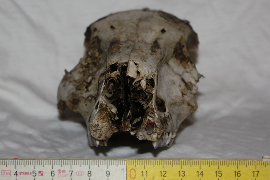 Cranio da identificare... daino???