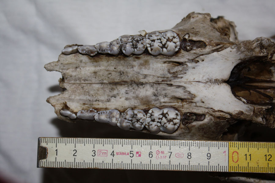 Cranio da identificare... daino???