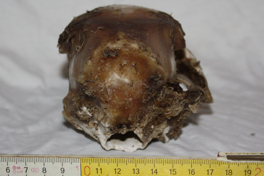 Cranio da identificare... daino???