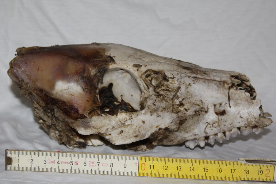 Cranio da identificare... daino???