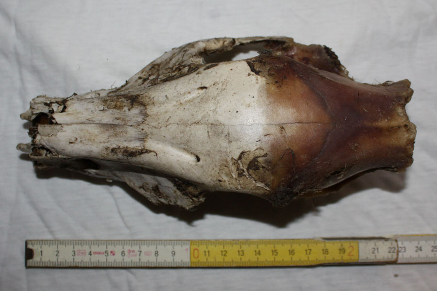 Cranio da identificare... daino???