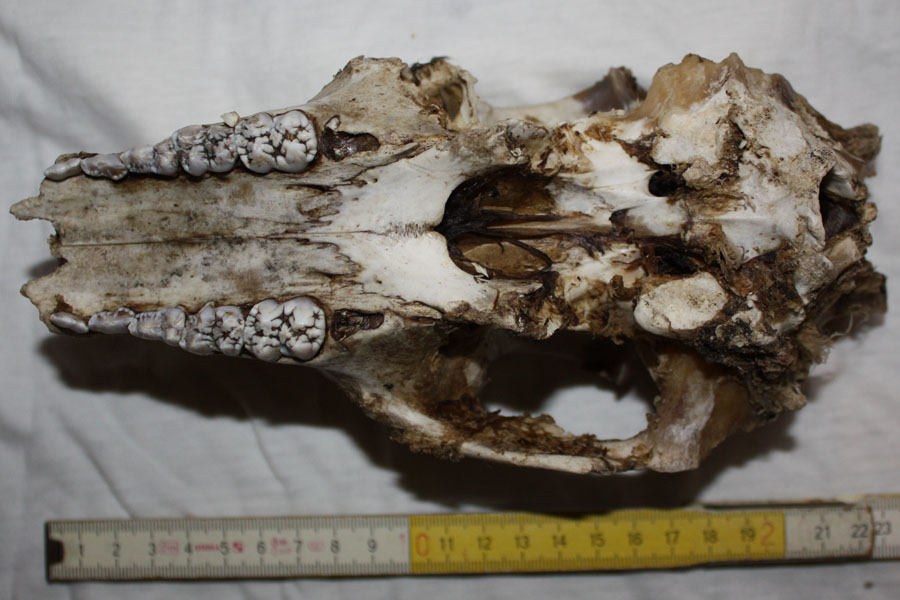 Cranio da identificare... daino???
