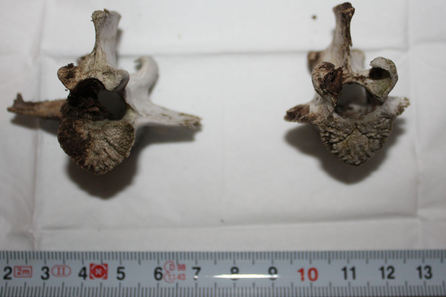 identificazione vertebre