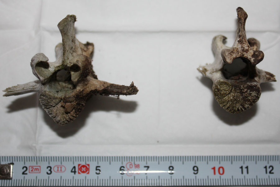 identificazione vertebre