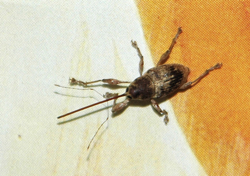 Curculio elephas domestico