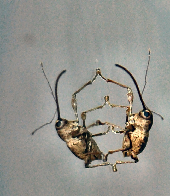 Curculio elephas domestico