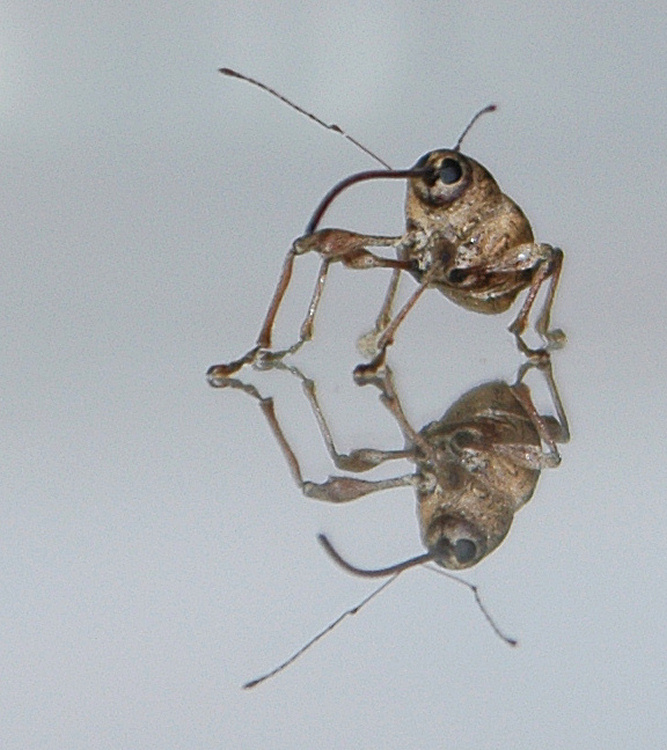 Curculio elephas domestico