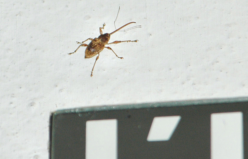 Curculio elephas domestico