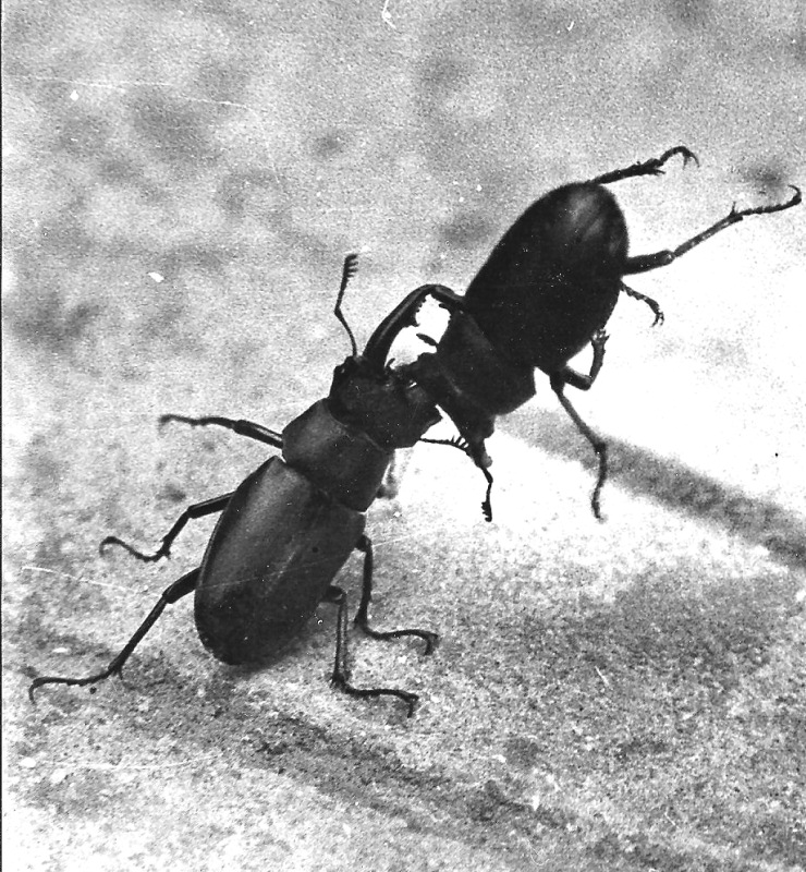Lucanus cervus: lotta in B/N