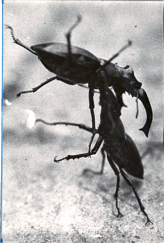 Lucanus cervus: lotta in B/N
