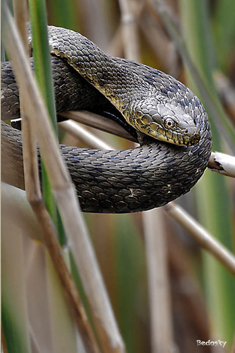 Natrix sp.