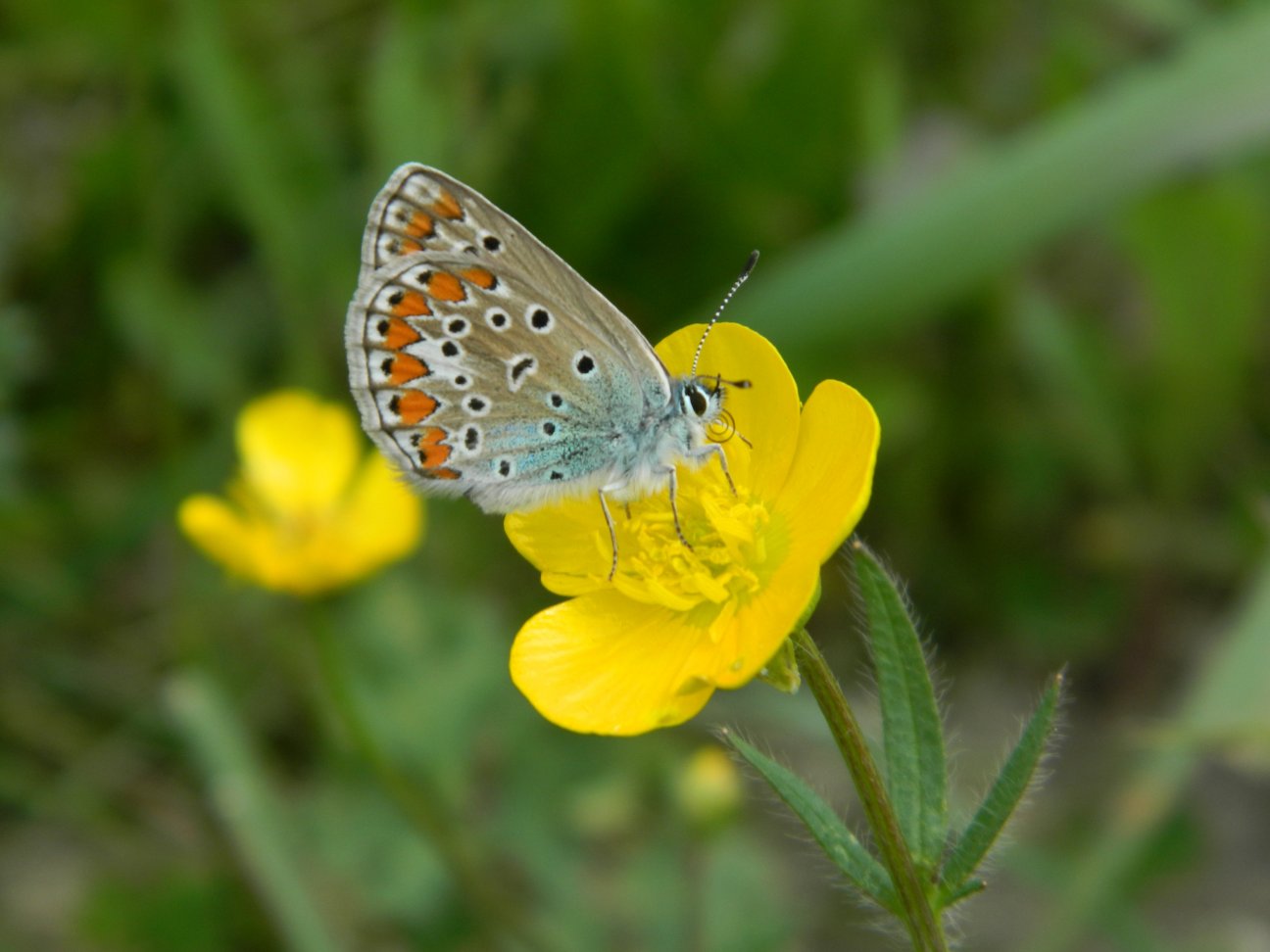 Polyommatus icarus ?