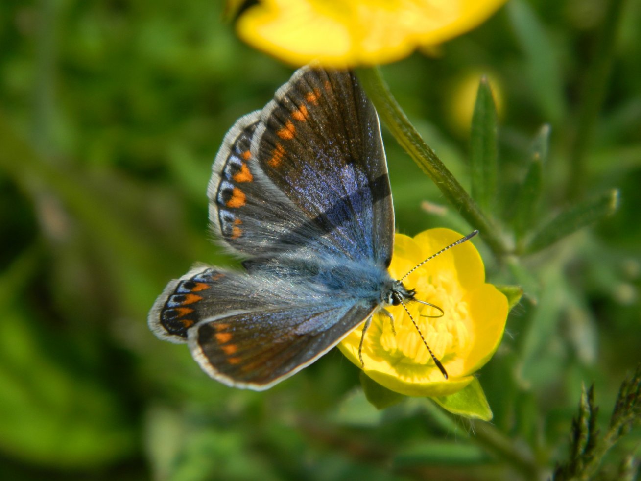 Polyommatus icarus ?