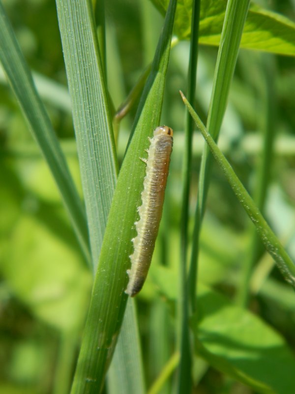 Bruchi e falena - Deltote (Deltote) bankiana e larve di Hymenoptera