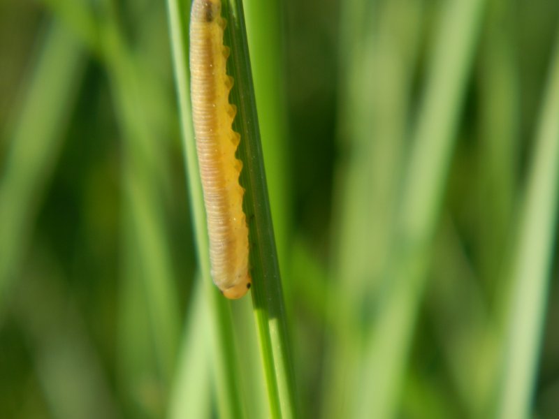 Bruchi e falena - Deltote (Deltote) bankiana e larve di Hymenoptera