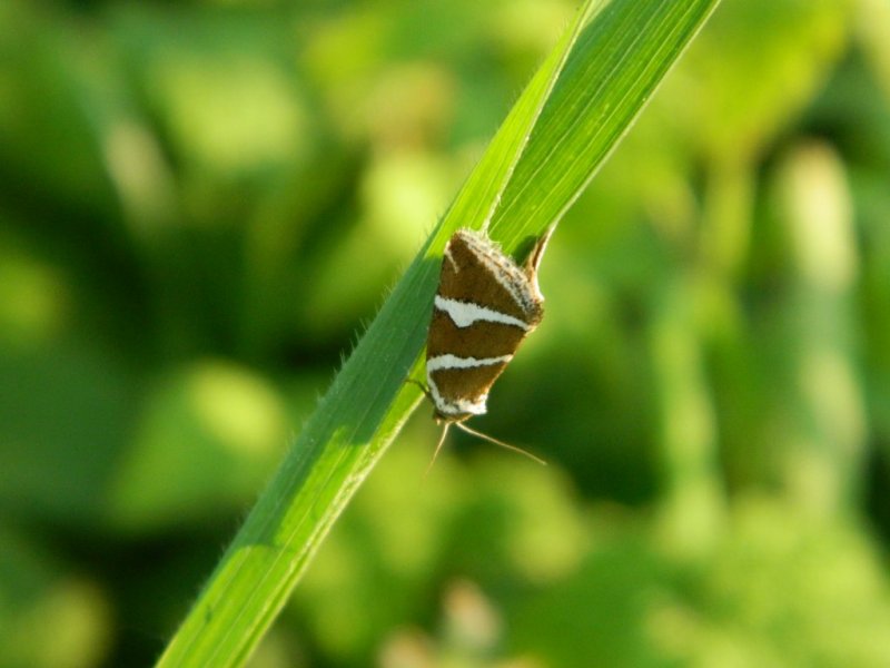 Bruchi e falena - Deltote (Deltote) bankiana e larve di Hymenoptera