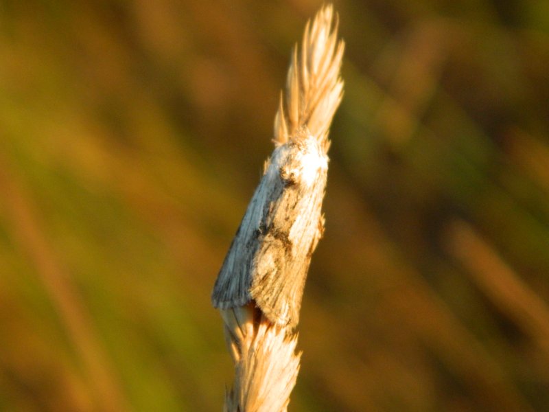 Richiesta ID