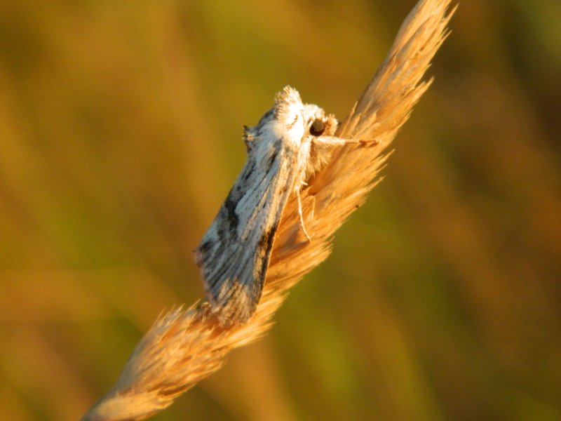 Richiesta ID