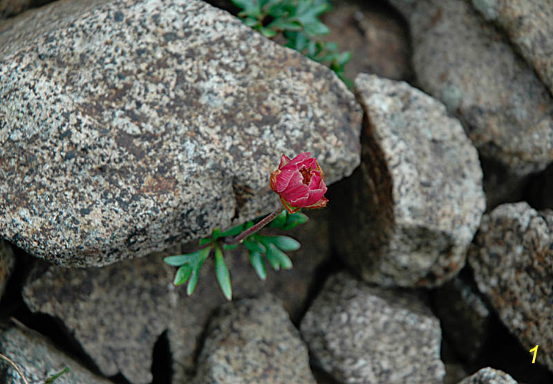Ranunculus glacialis / Ranuncolo dei ghiacciai