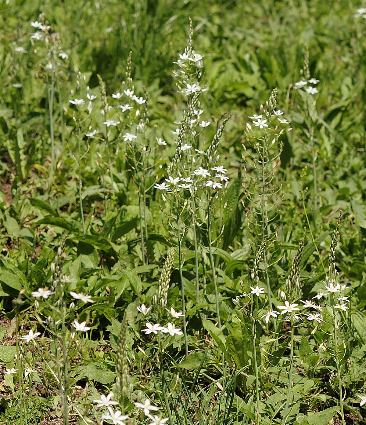 Loncomelos brevistylus / Latte di gallina maggiore