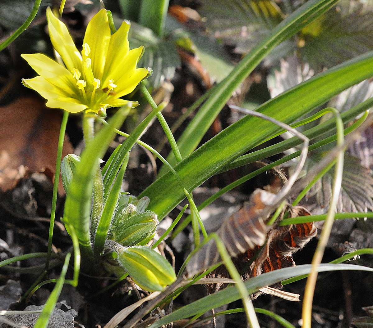 Fiore giallo, con 10 petali - Anomalia di Gagea cfr.villosa