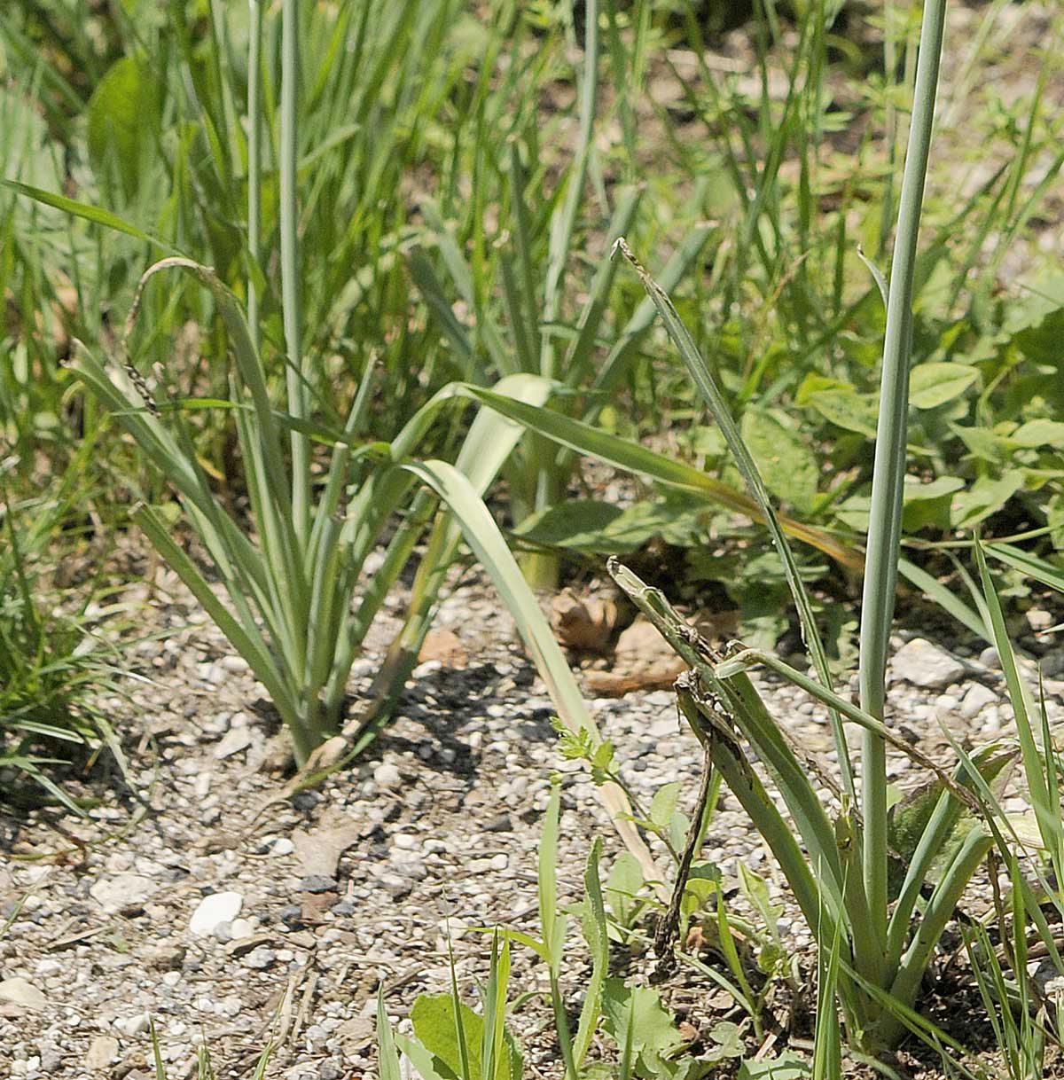 Loncomelos brevistylus / Latte di gallina maggiore