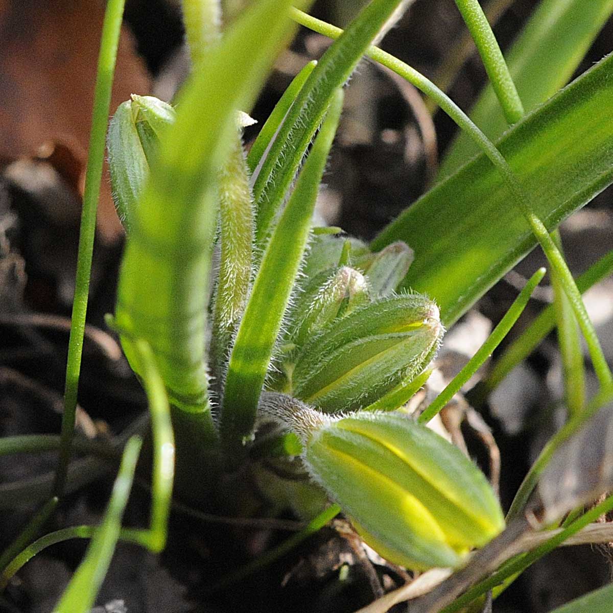 Fiore giallo, con 10 petali - Anomalia di Gagea cfr.villosa