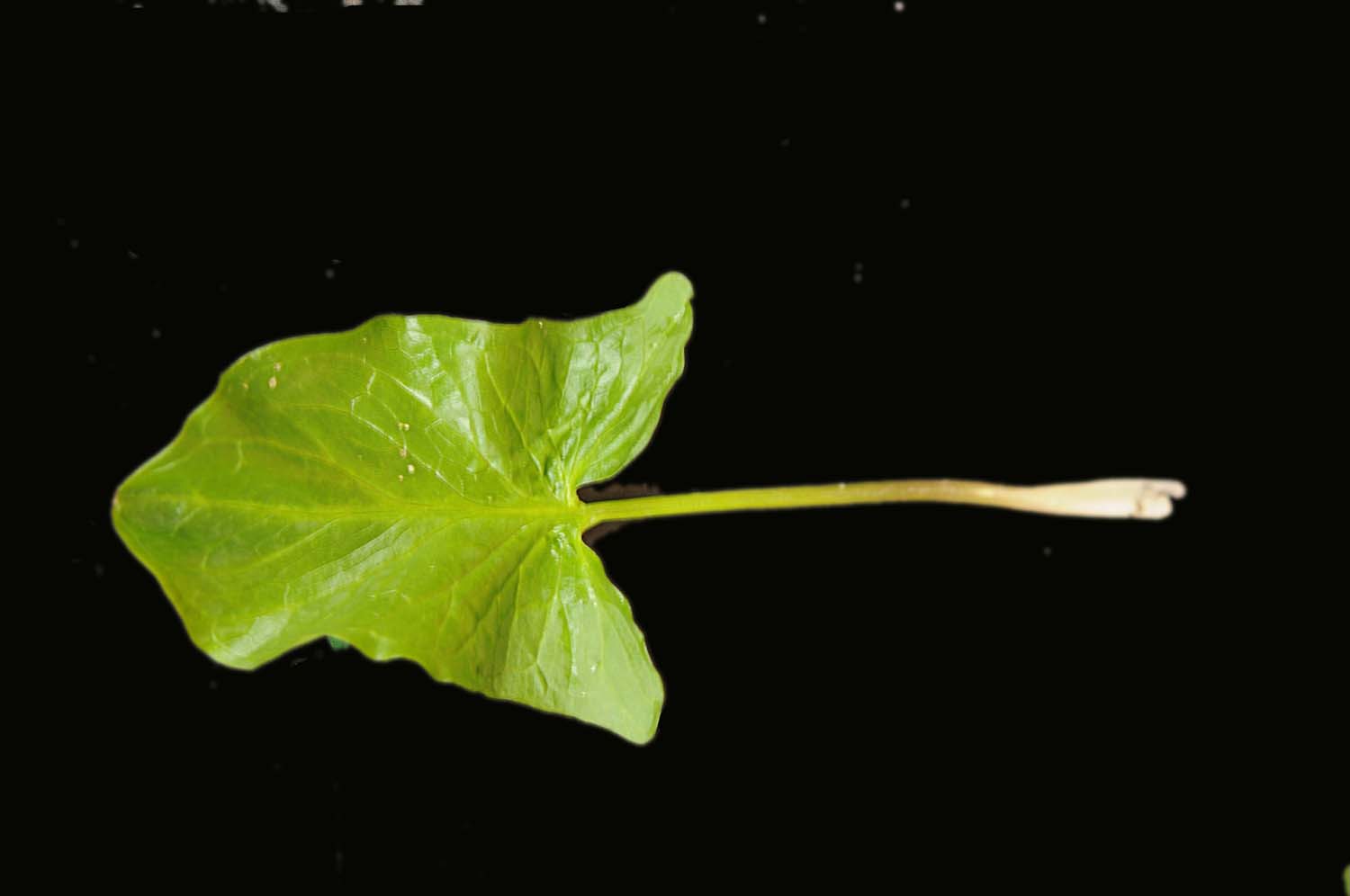 Emozionante incontro