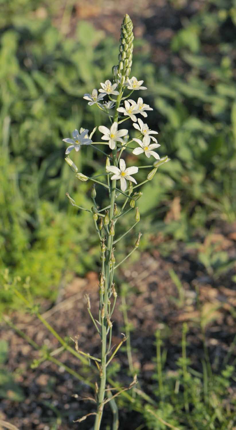 Loncomelos brevistylus / Latte di gallina maggiore