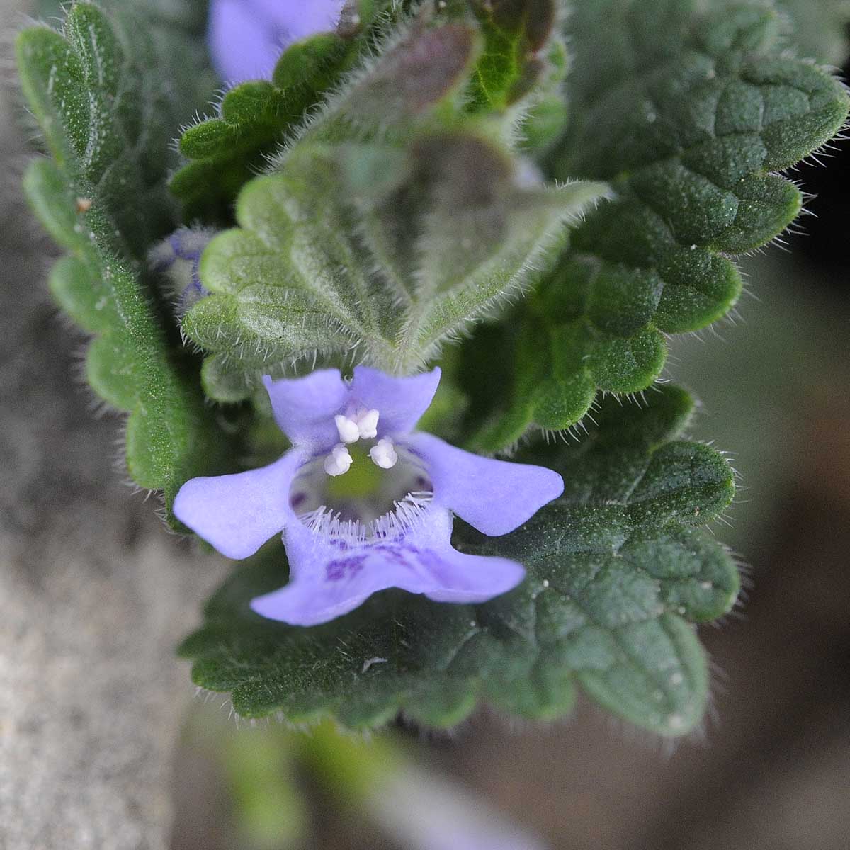 Lamiacea azzurro-violetto - Glechoma cfr. hederacea