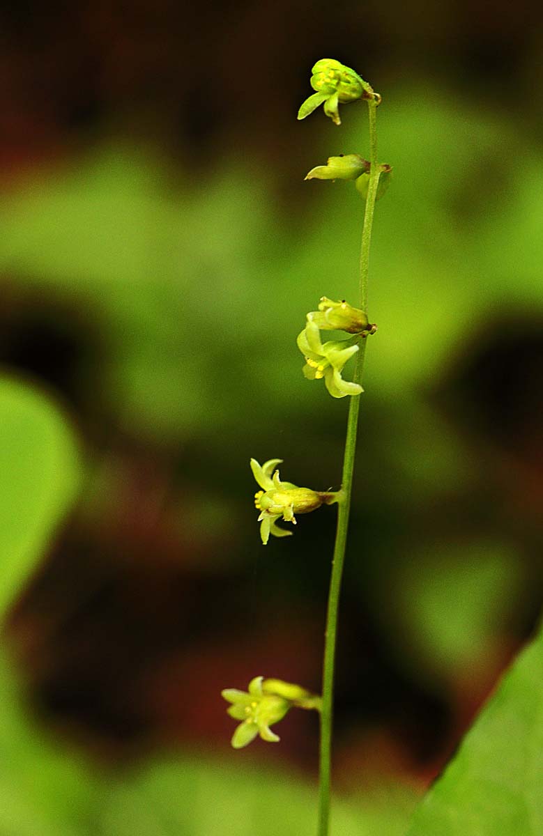 Dioscorea (=Tamus) communis / tamaro