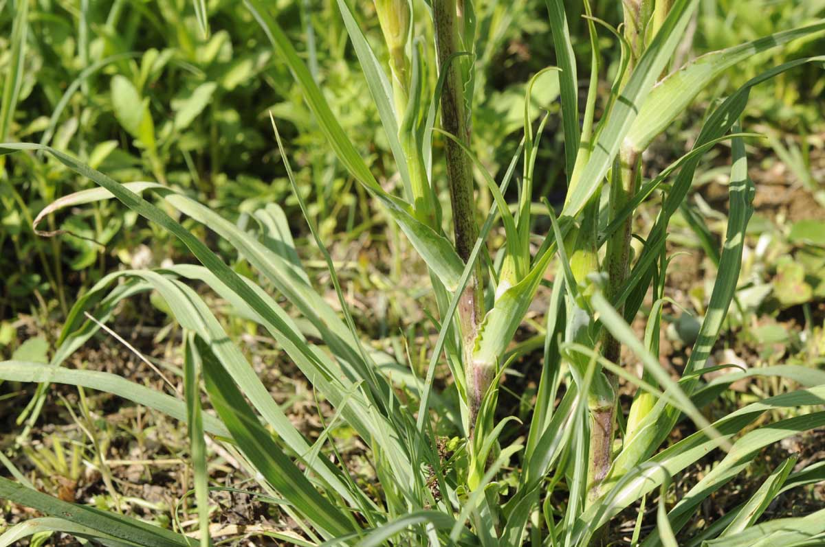 Tragopogon orientalis