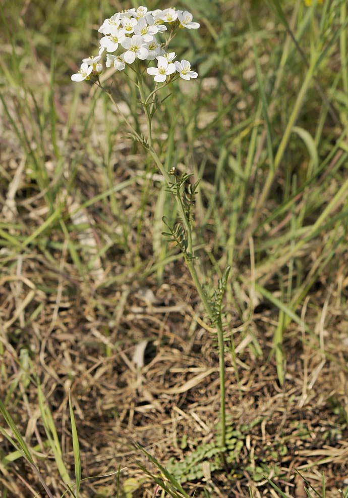 Cardamine pratensis / Crescione dei prati