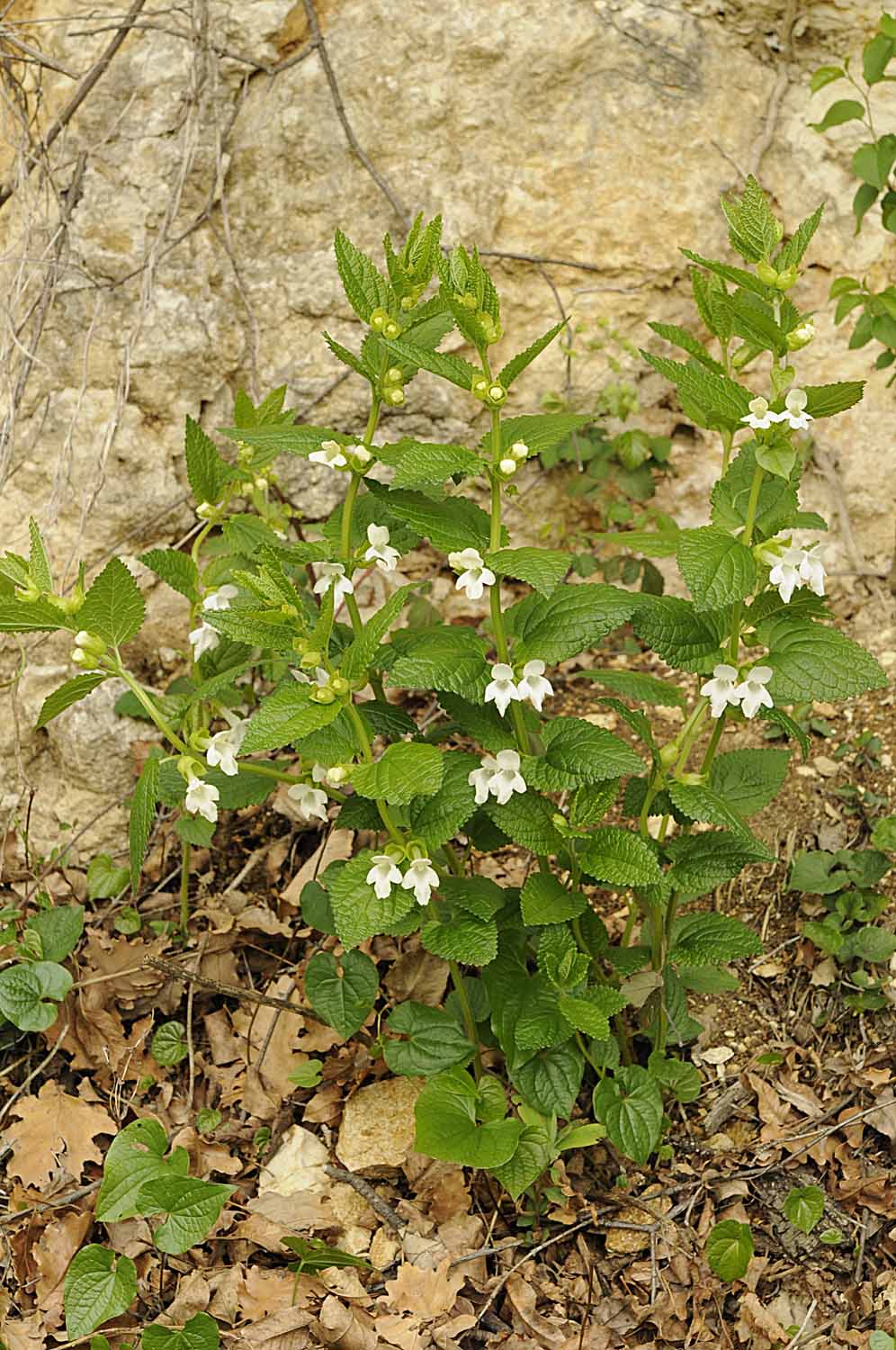 Melittis melissophyllum L.