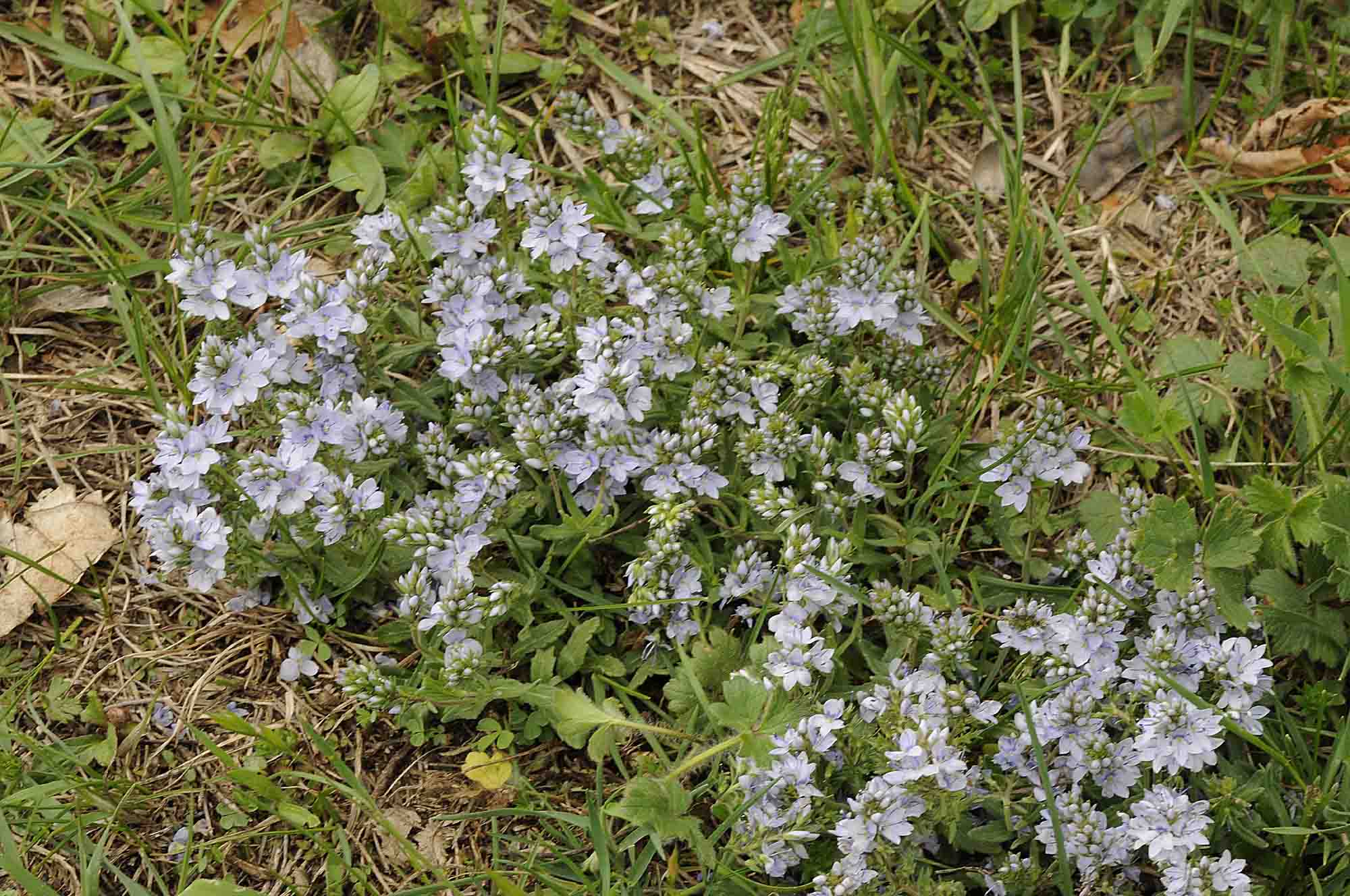 Veronica prostrata L. subsp. prostrata