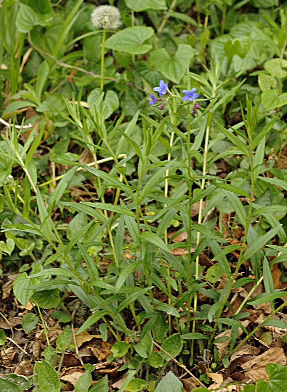 Buglossoides purpurocaerulea (L.) I.M. Johnst