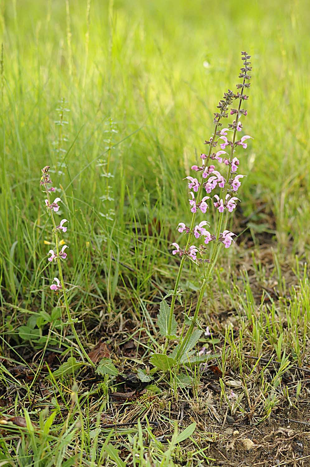 Salvia... rosa - Salvia pratensis L.