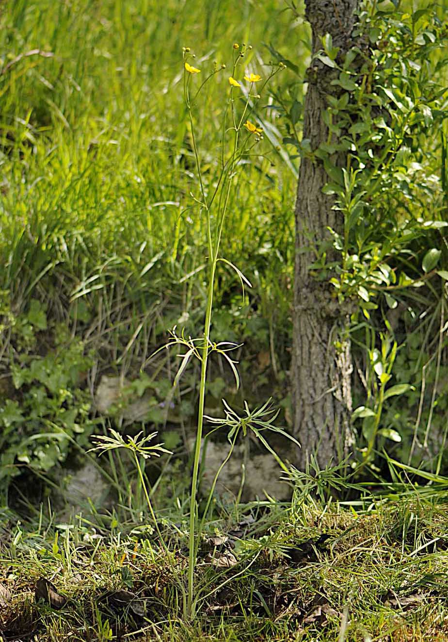 Ranunculus acris L / Ranuncolo comune