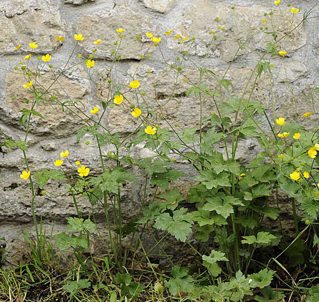 Ranunculus lanuginosus / Ranuncolo lanuto