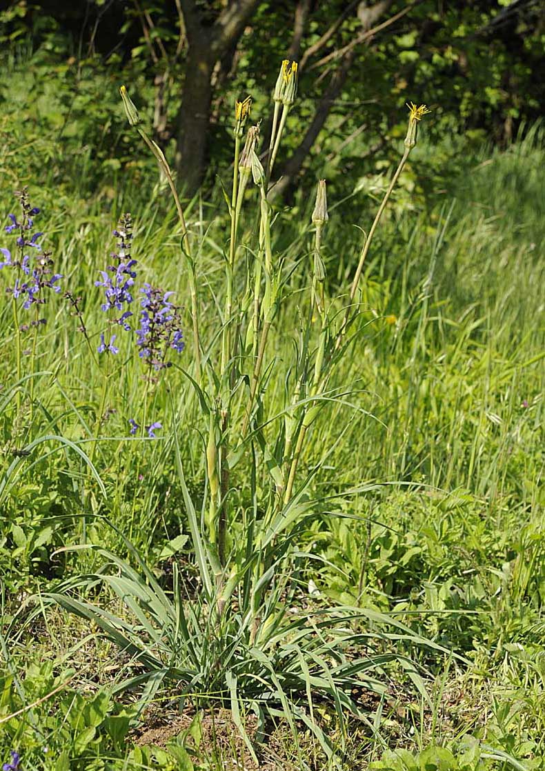Tragopogon orientalis