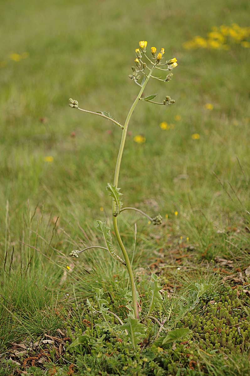 Crepis vesicaria subsp. taraxacifolia