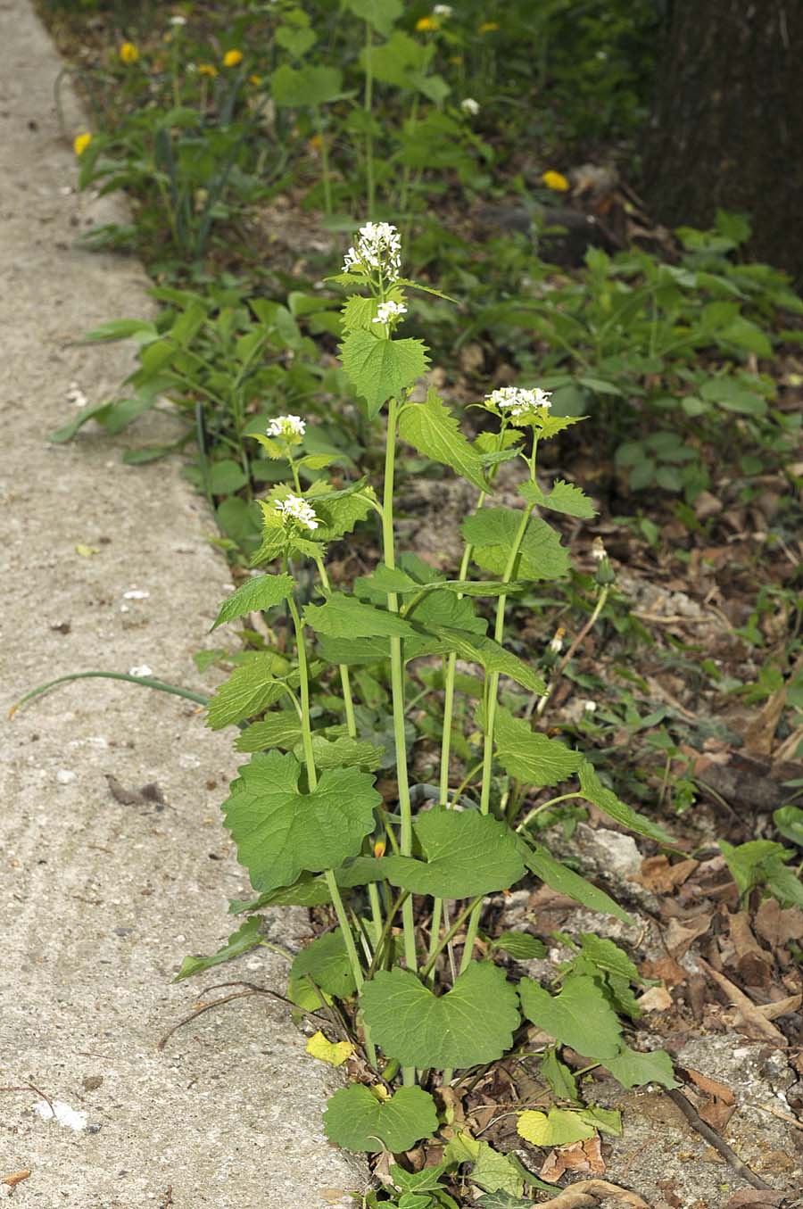 Alliaria petiolata (M. Bieb.) Cavara & Grande